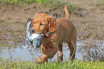 hunting-pup